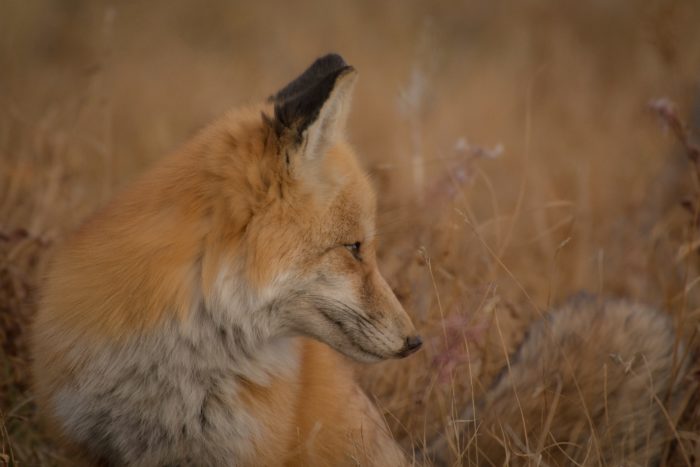 Alsert fox with ears perked up0 to catch every sund